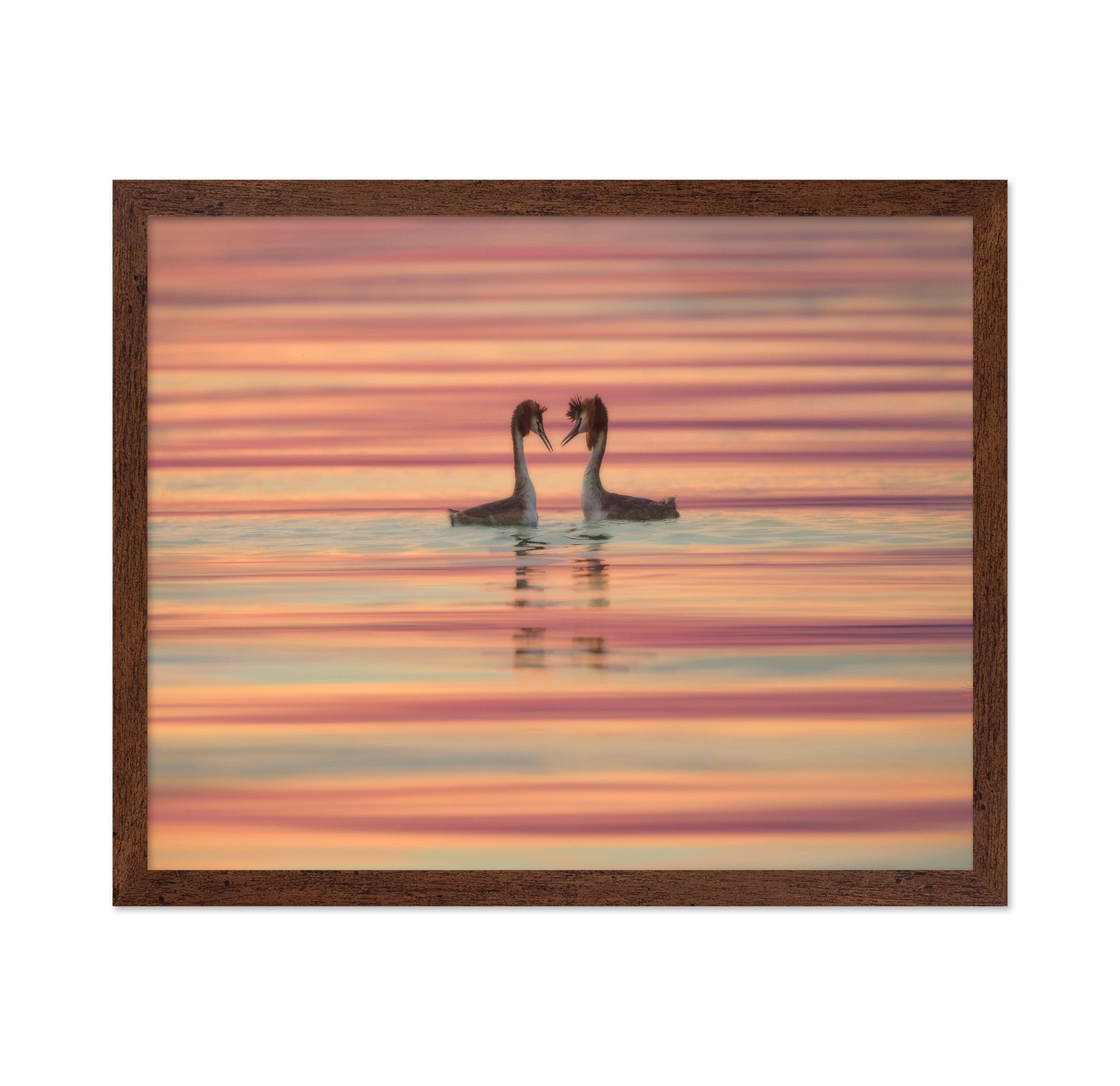 Dancing Water Birds