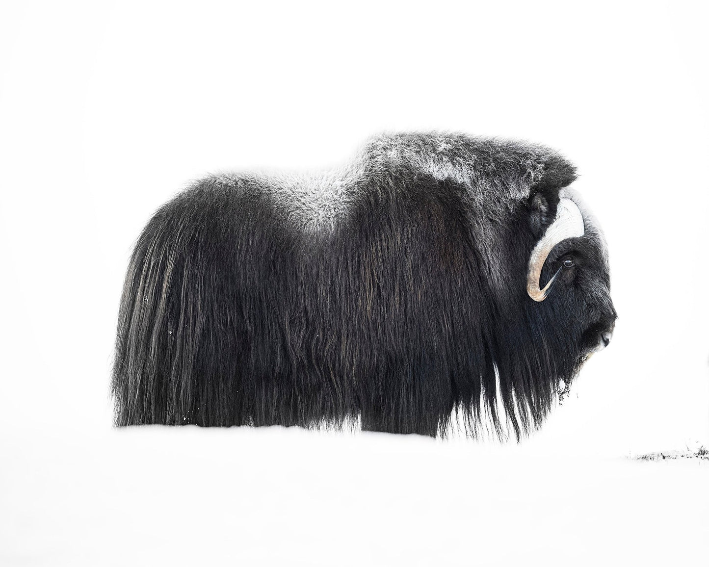 Arctic Muskox Profile