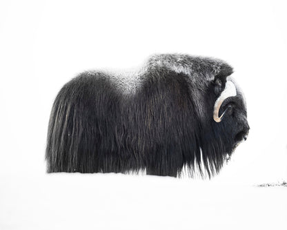 Arctic Muskox Profile