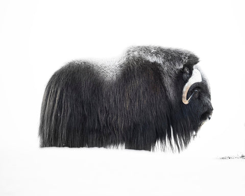 Arctic Muskox Profile