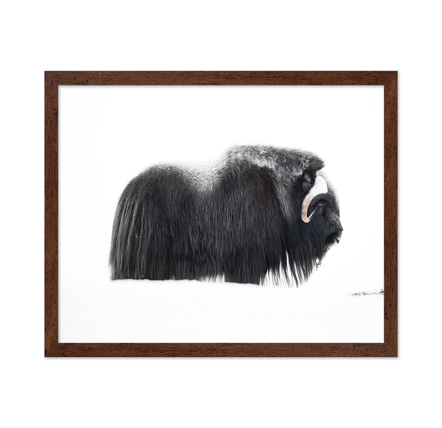 Arctic Muskox Profile