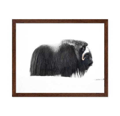 Arctic Muskox Profile