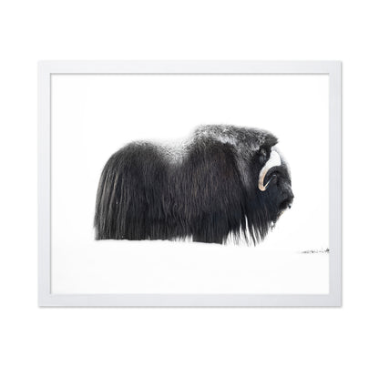 Arctic Muskox Profile