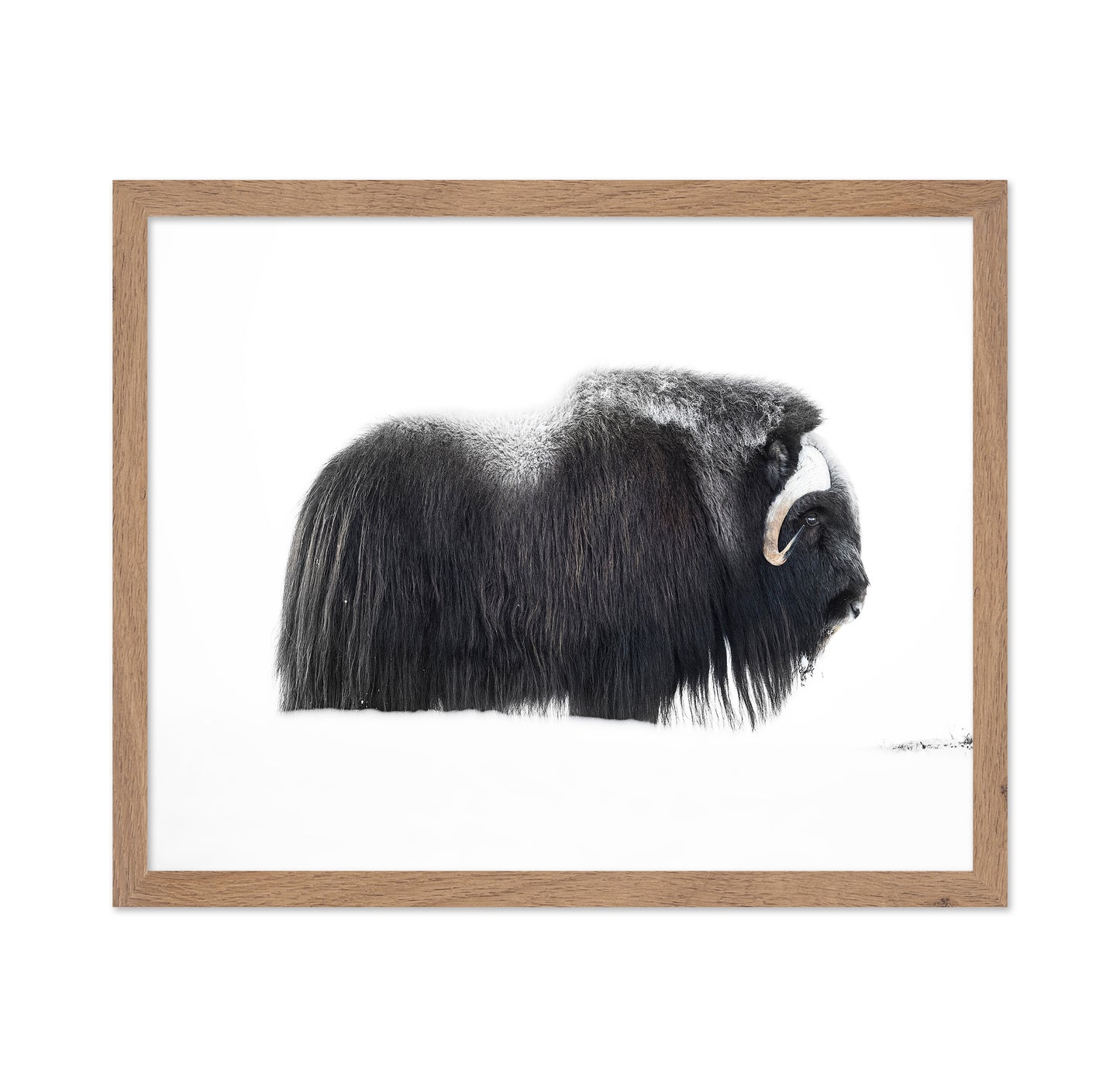 Arctic Muskox Profile