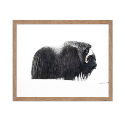 Arctic Muskox Profile