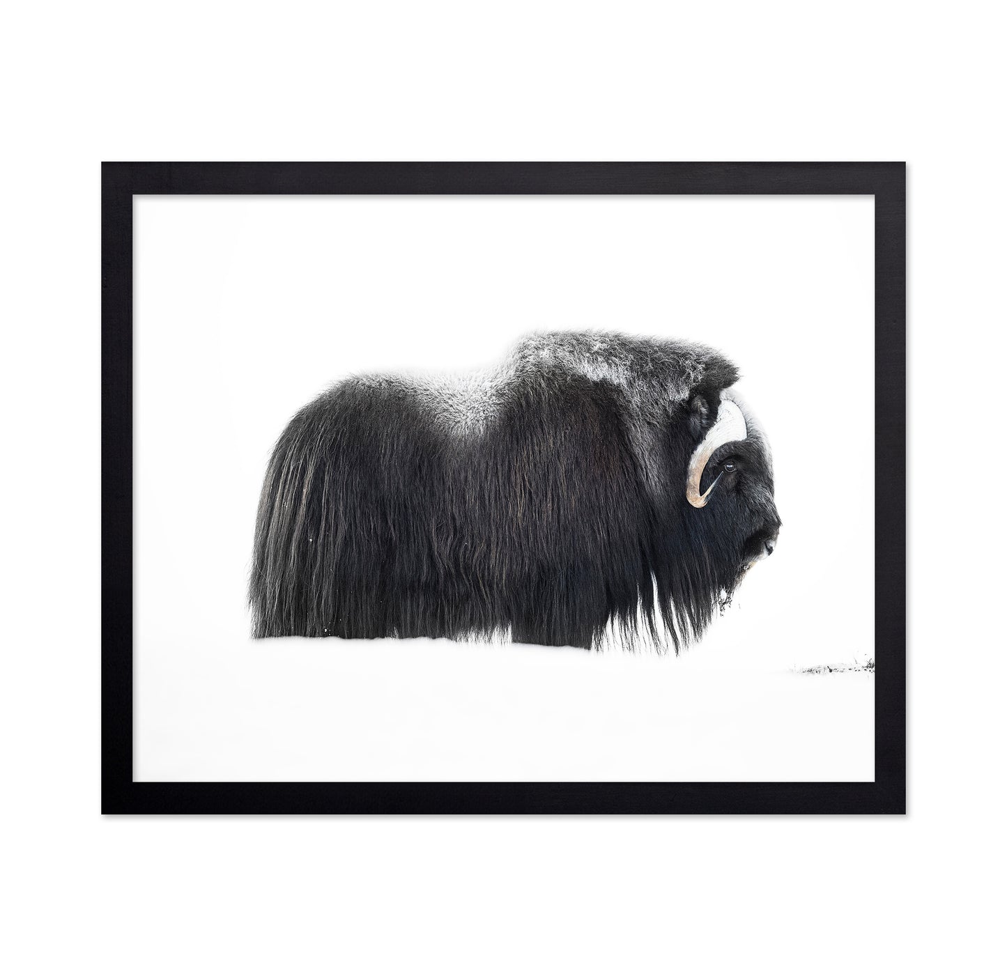 Arctic Muskox Profile