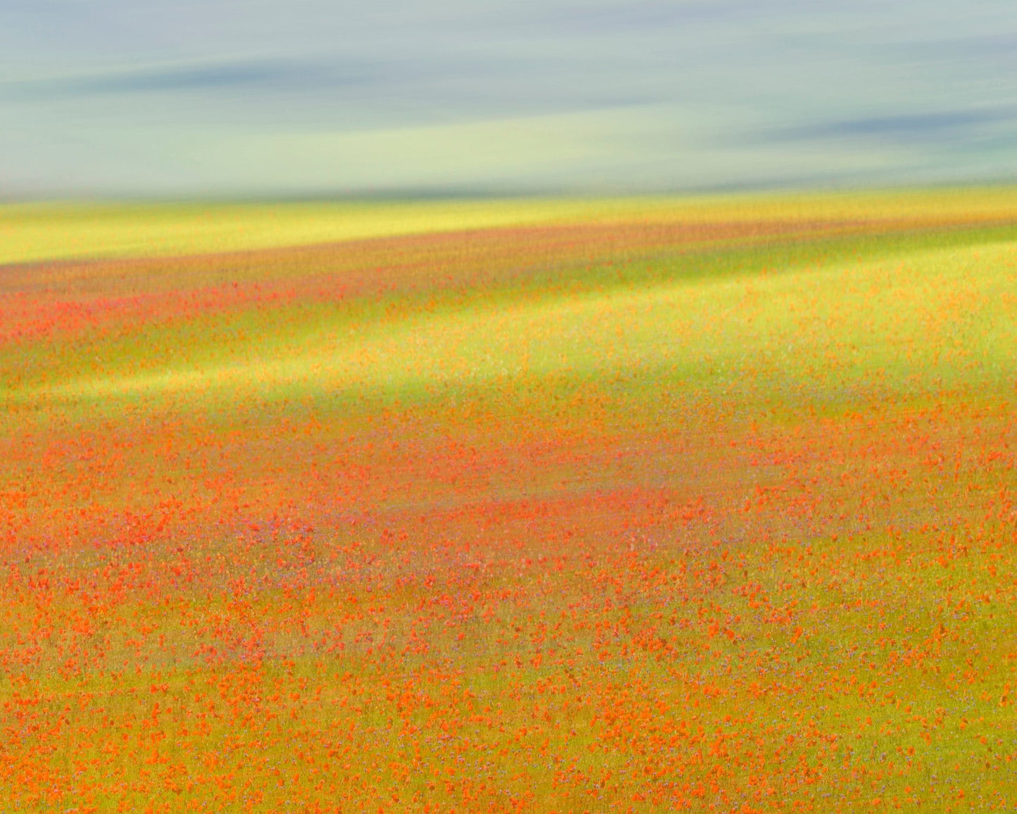 Colorful Flower Fields No1