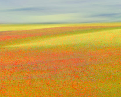 Colorful Flower Fields No1
