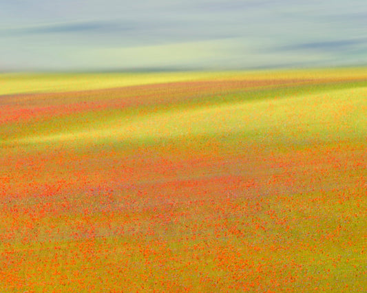 Colorful Flower Fields No1