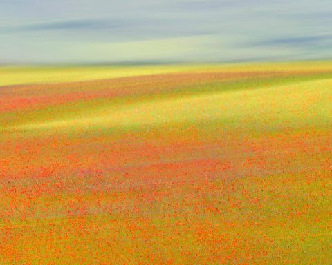 Colorful Flower Fields No1
