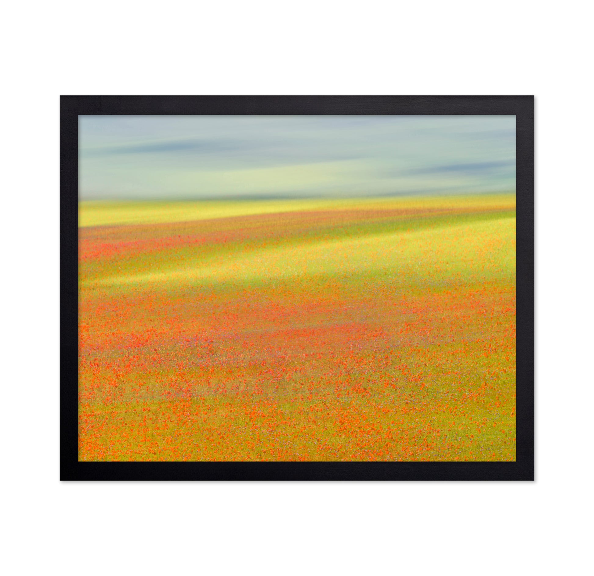 Colorful Flower Fields No1