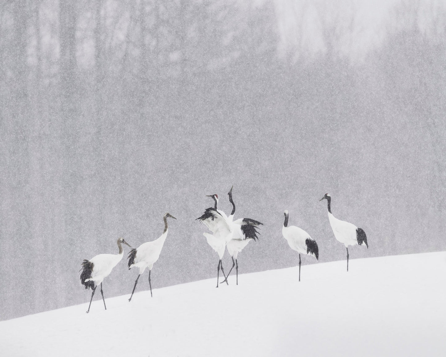 Snow Dancing Cranes