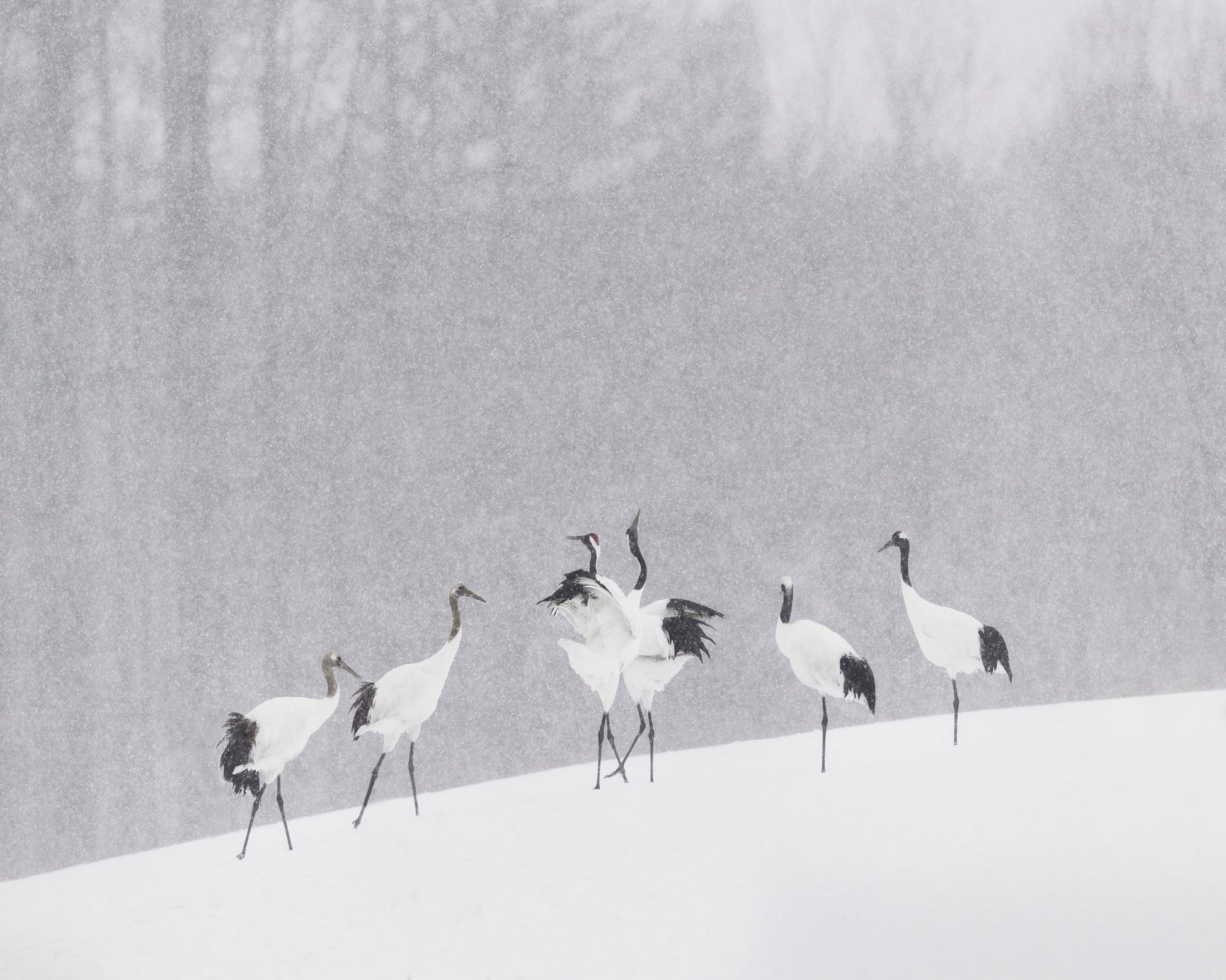 Snow Dancing Cranes