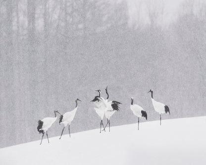 Snow Dancing Cranes