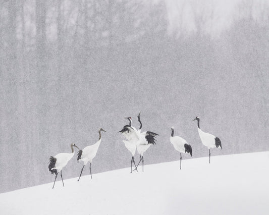 Snow Dancing Cranes