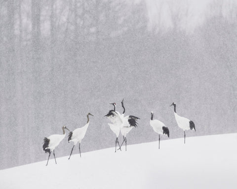 Snow Dancing Cranes