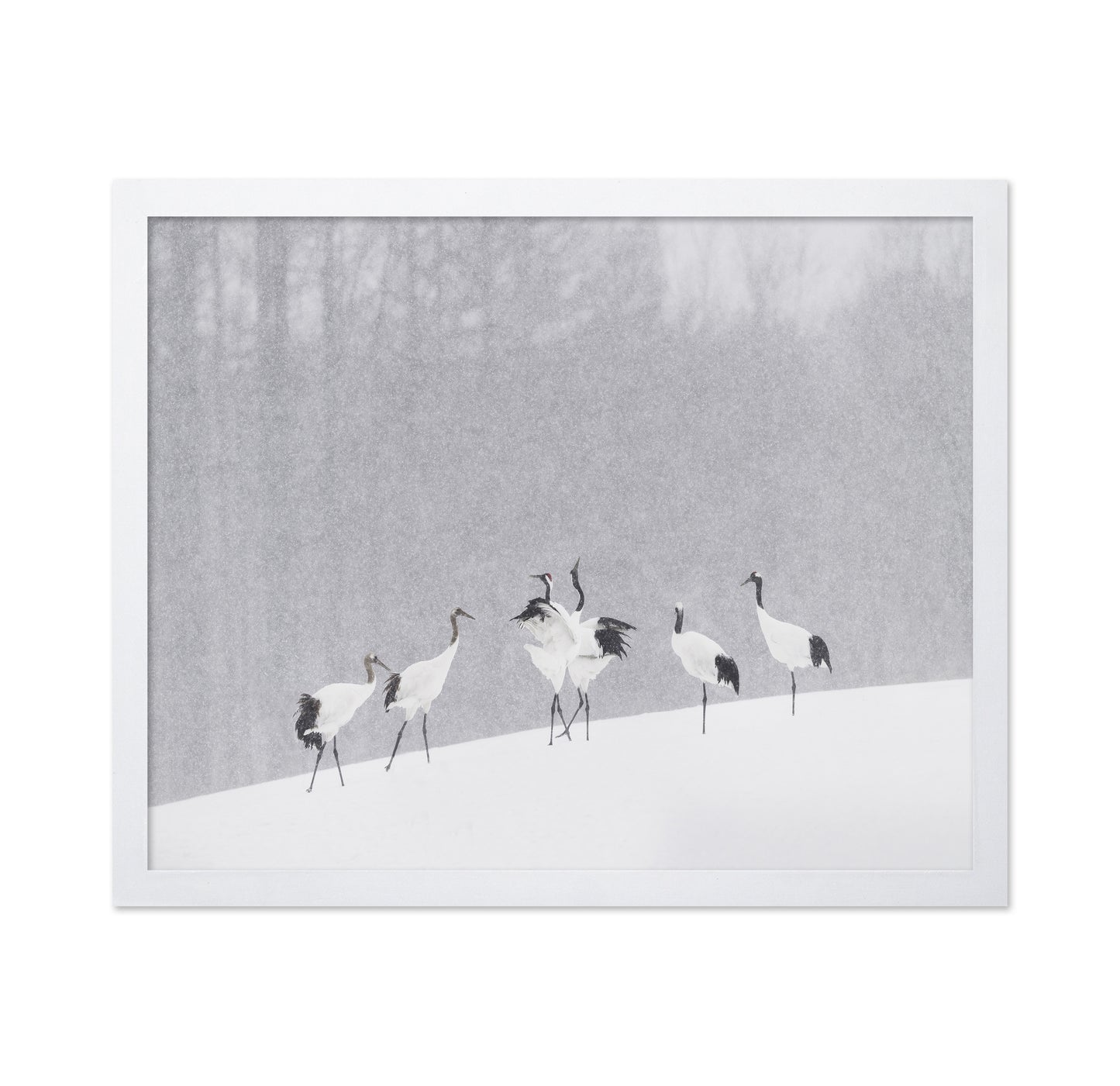 Snow Dancing Cranes