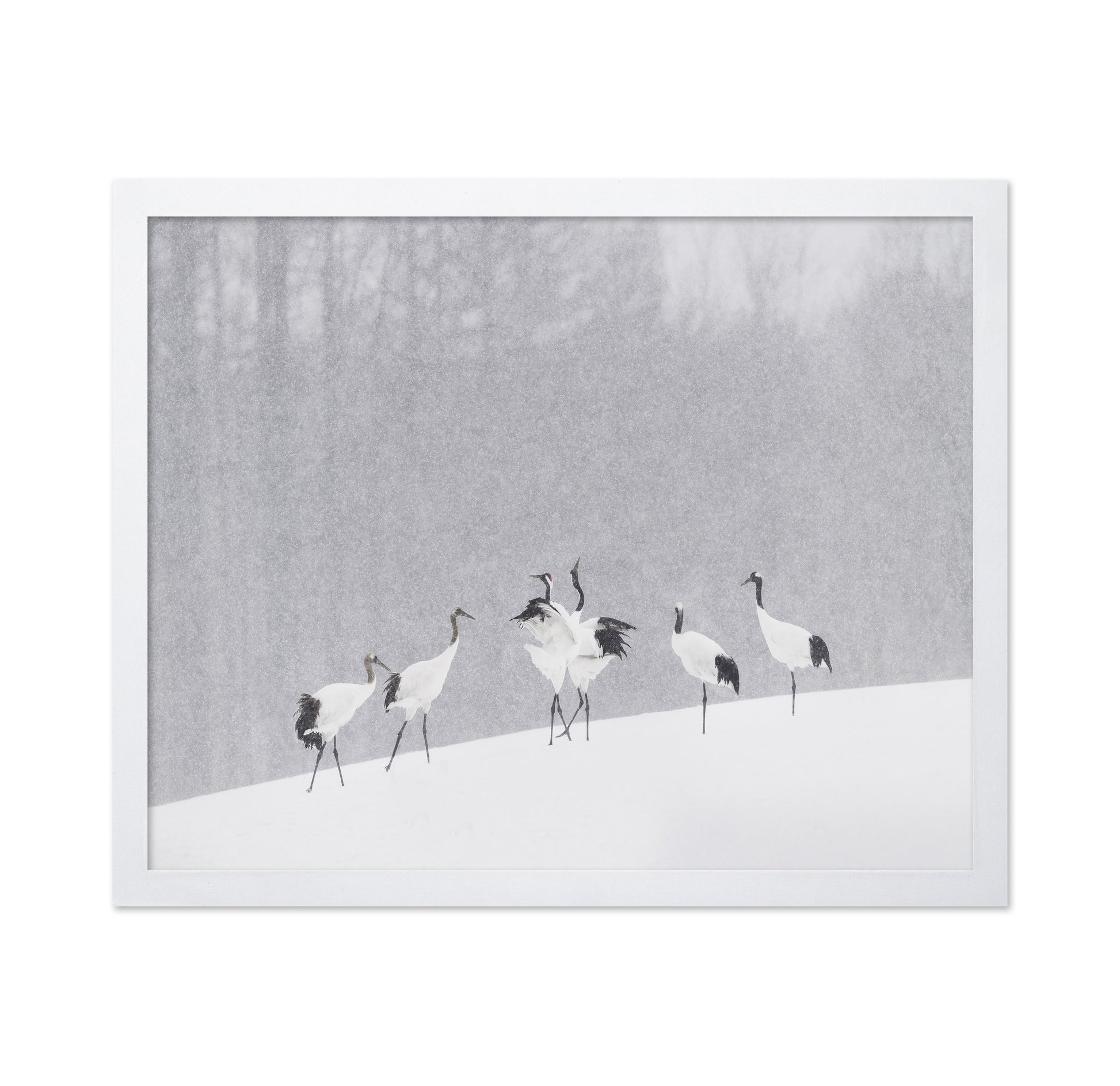 Snow Dancing Cranes