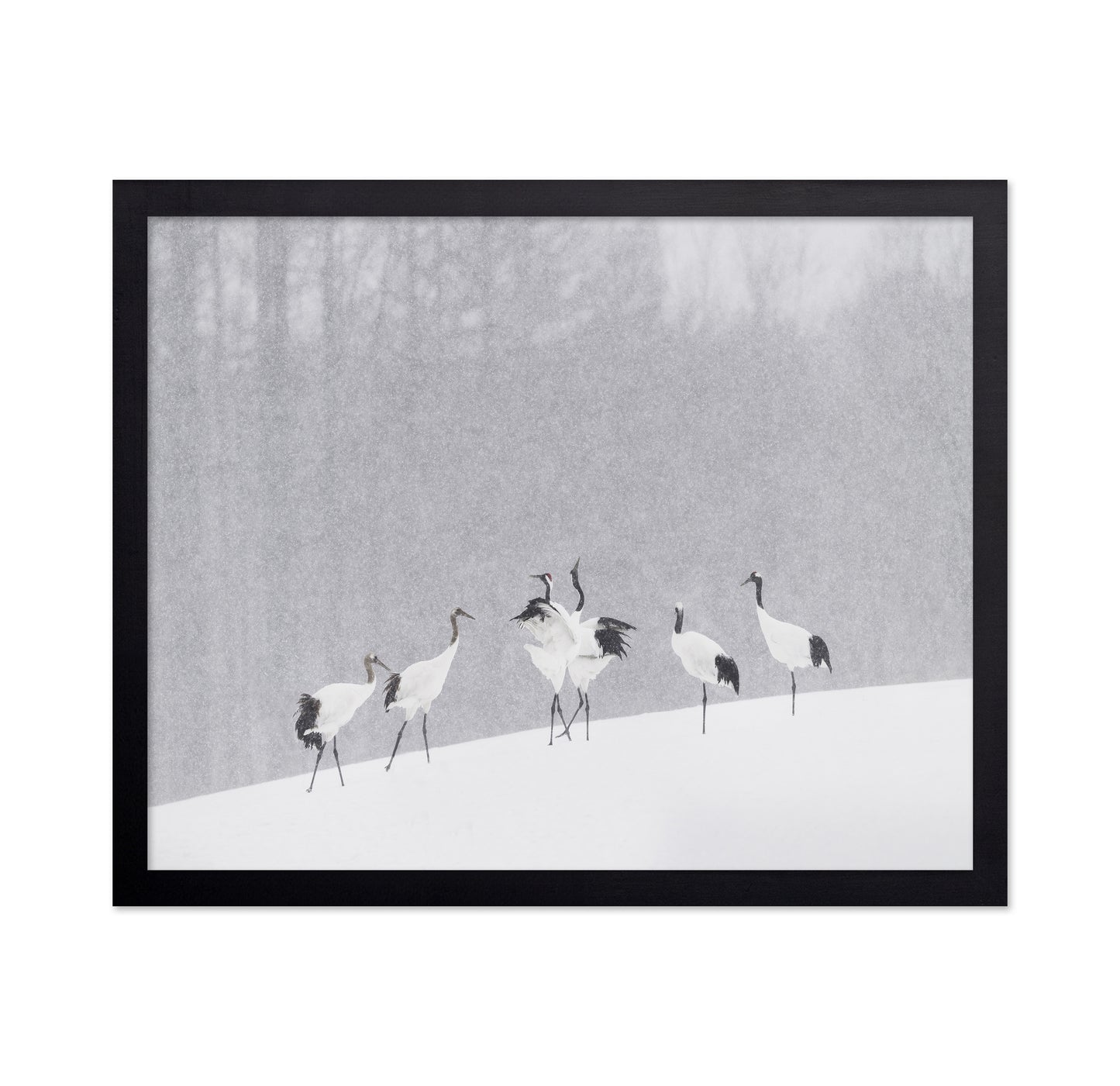 Snow Dancing Cranes
