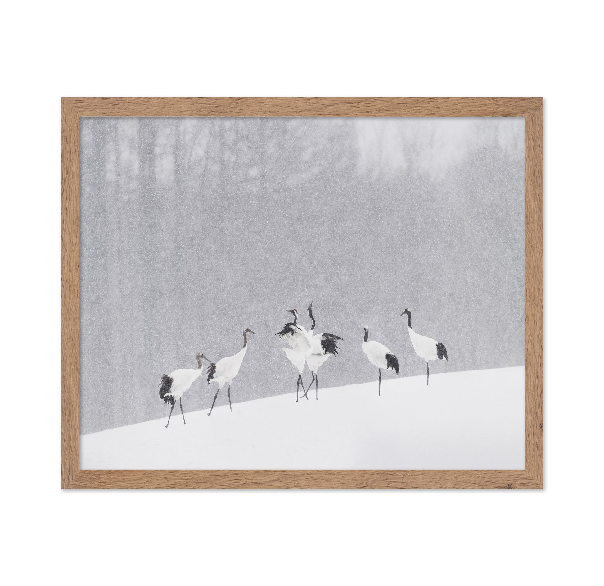 Snow Dancing Cranes