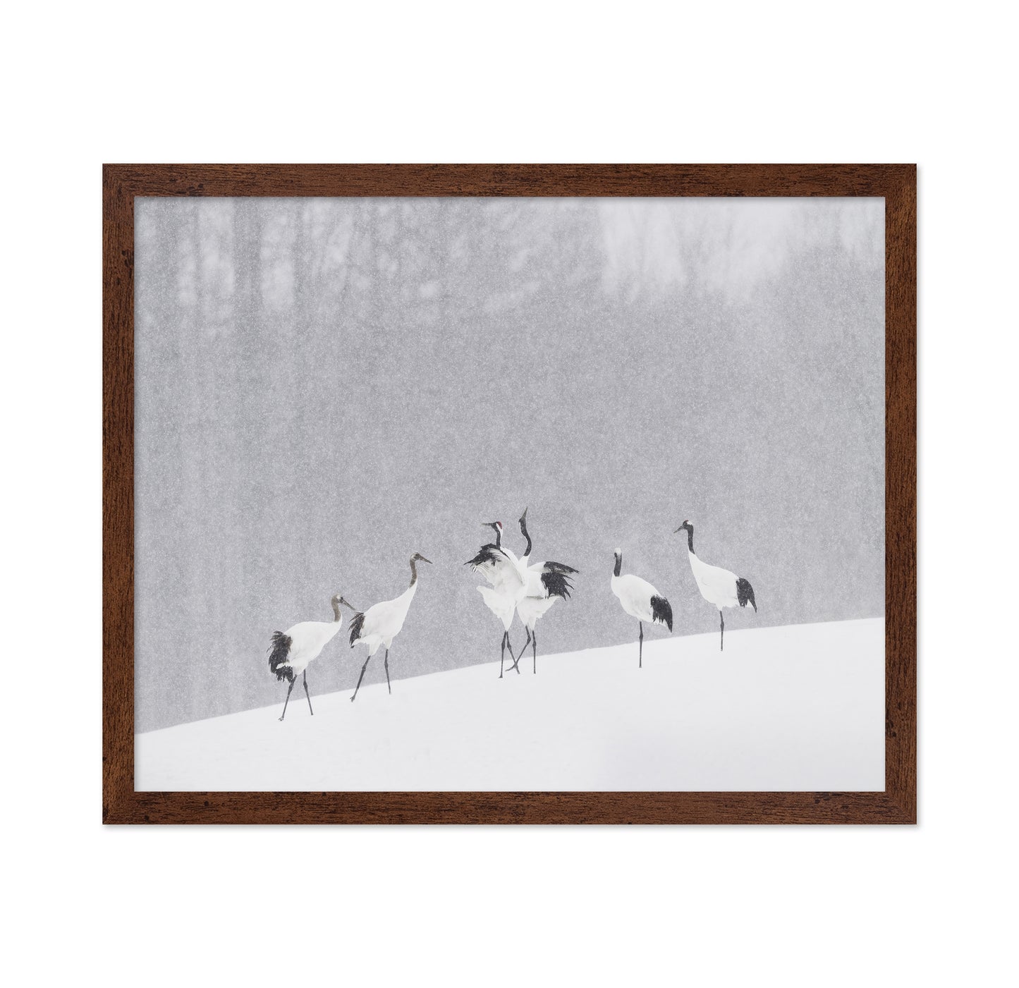 Snow Dancing Cranes