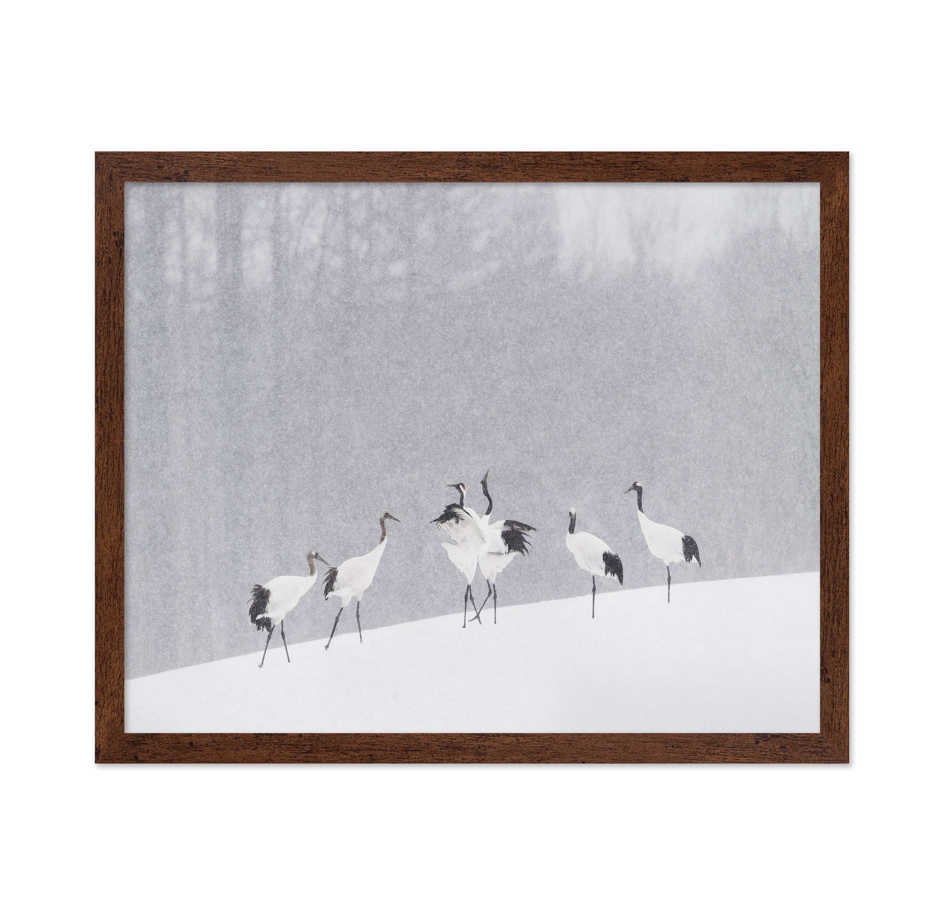 Snow Dancing Cranes