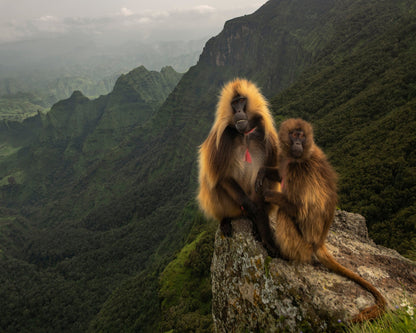 Mountain Gelada Pair