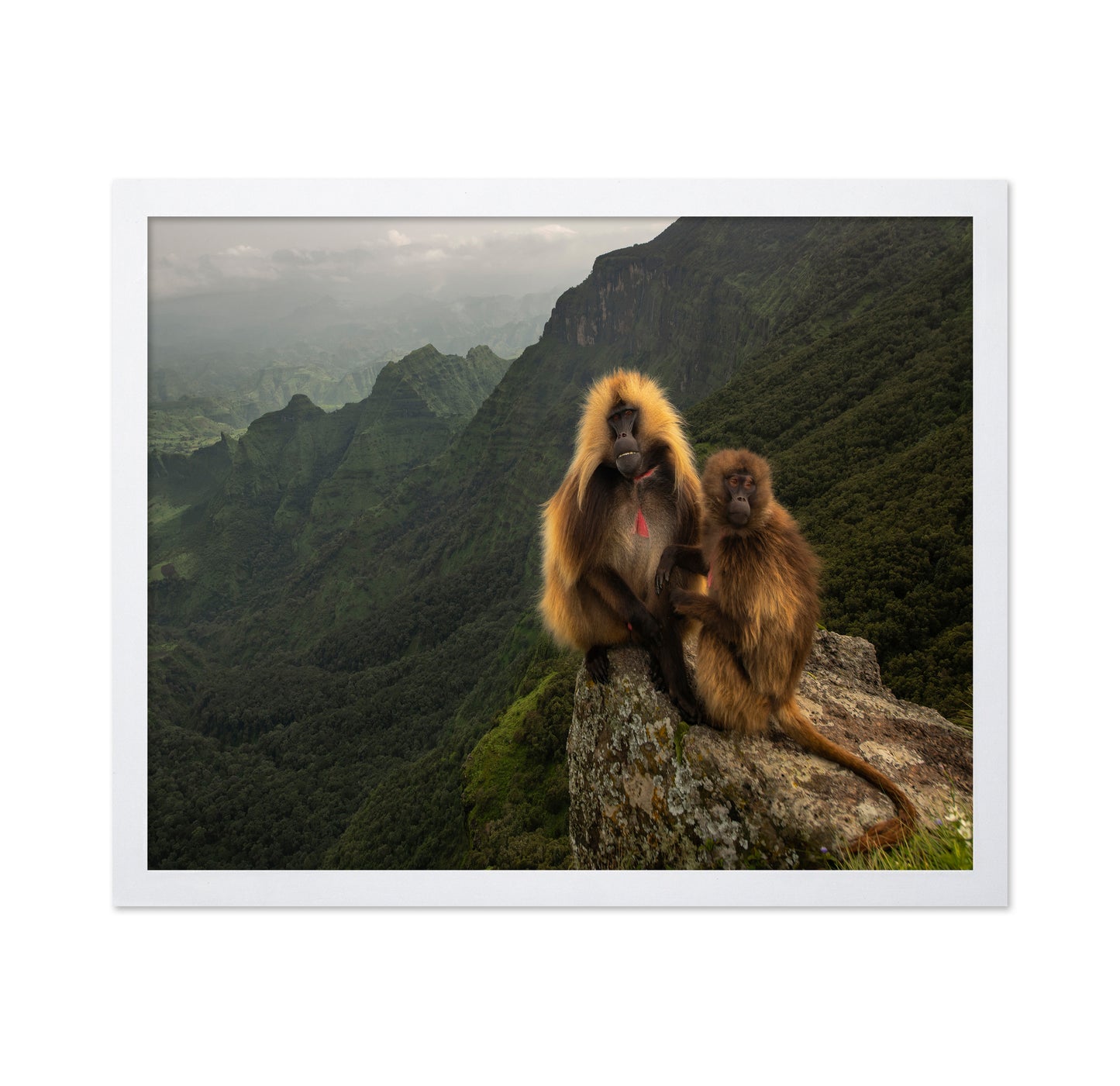 Mountain Gelada Pair
