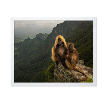 Mountain Gelada Pair