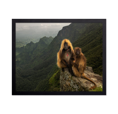 Mountain Gelada Pair