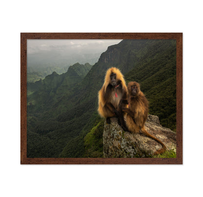 Mountain Gelada Pair