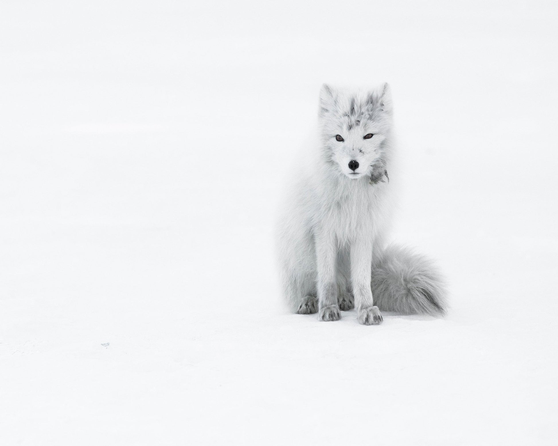 White Arctic Fox