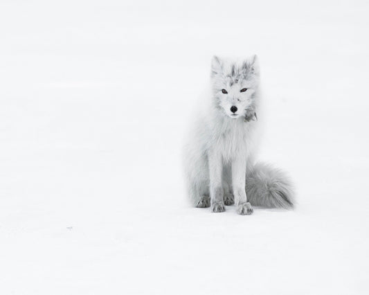 White Arctic Fox