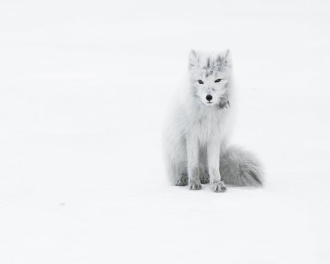 White Arctic Fox