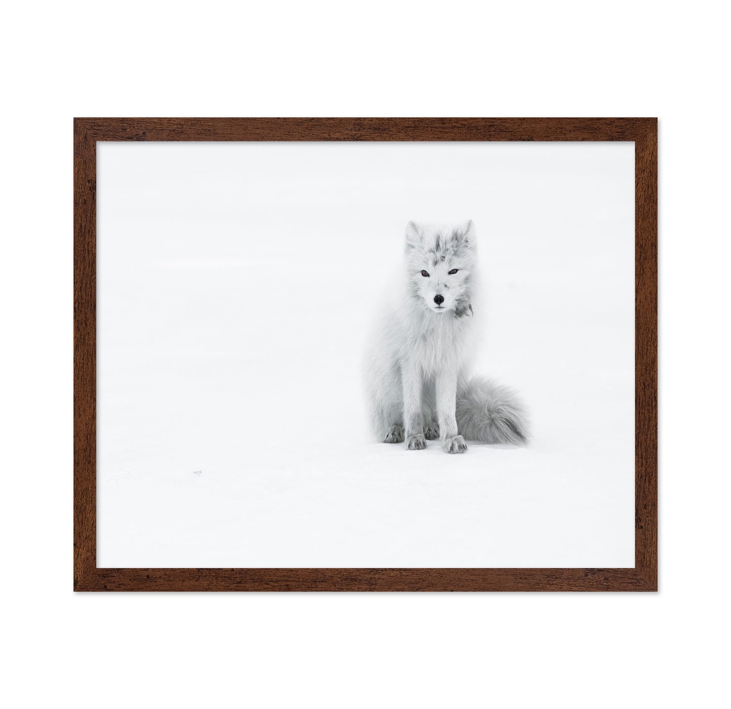 White Arctic Fox