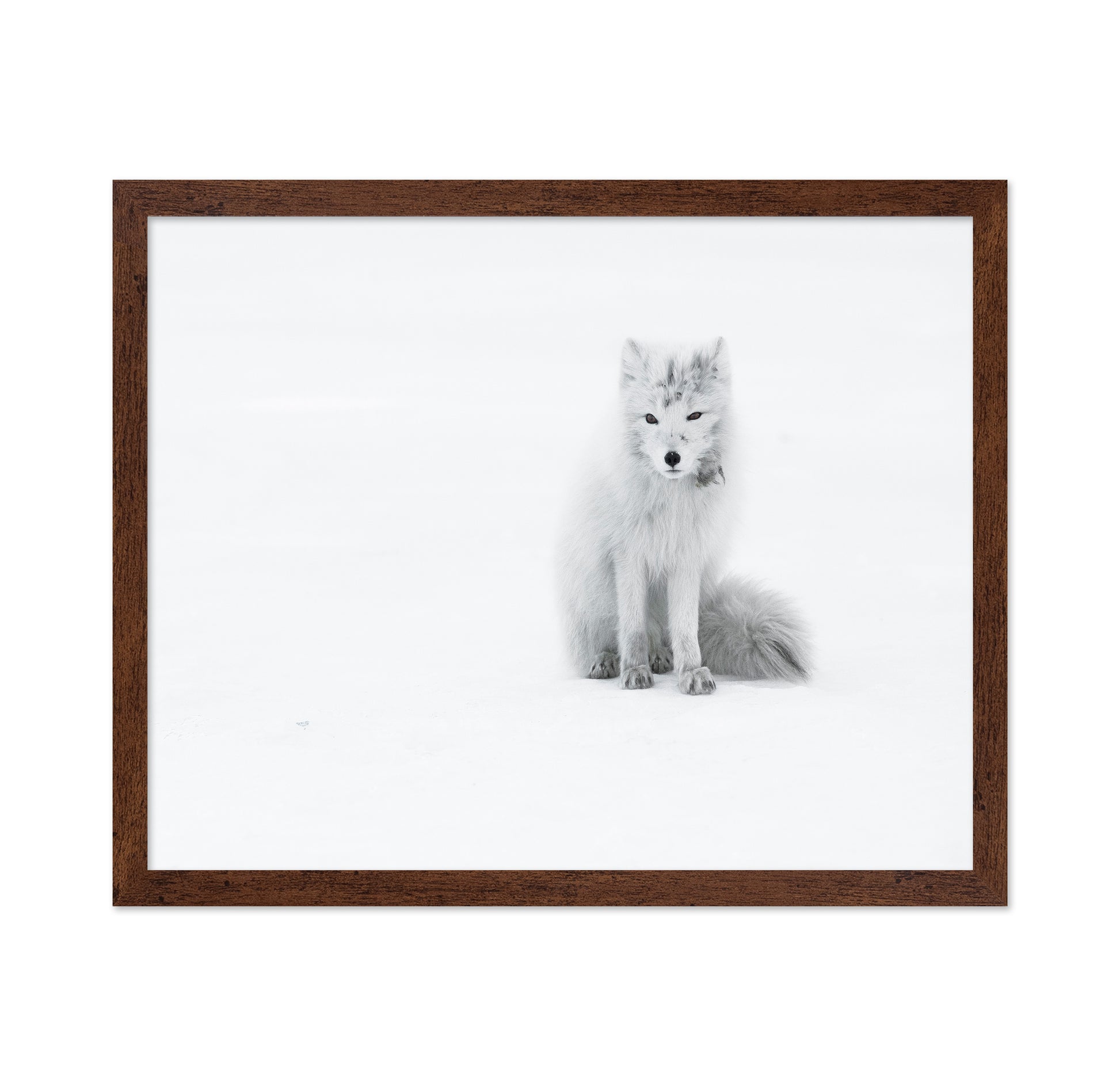 White Arctic Fox
