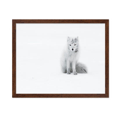 White Arctic Fox