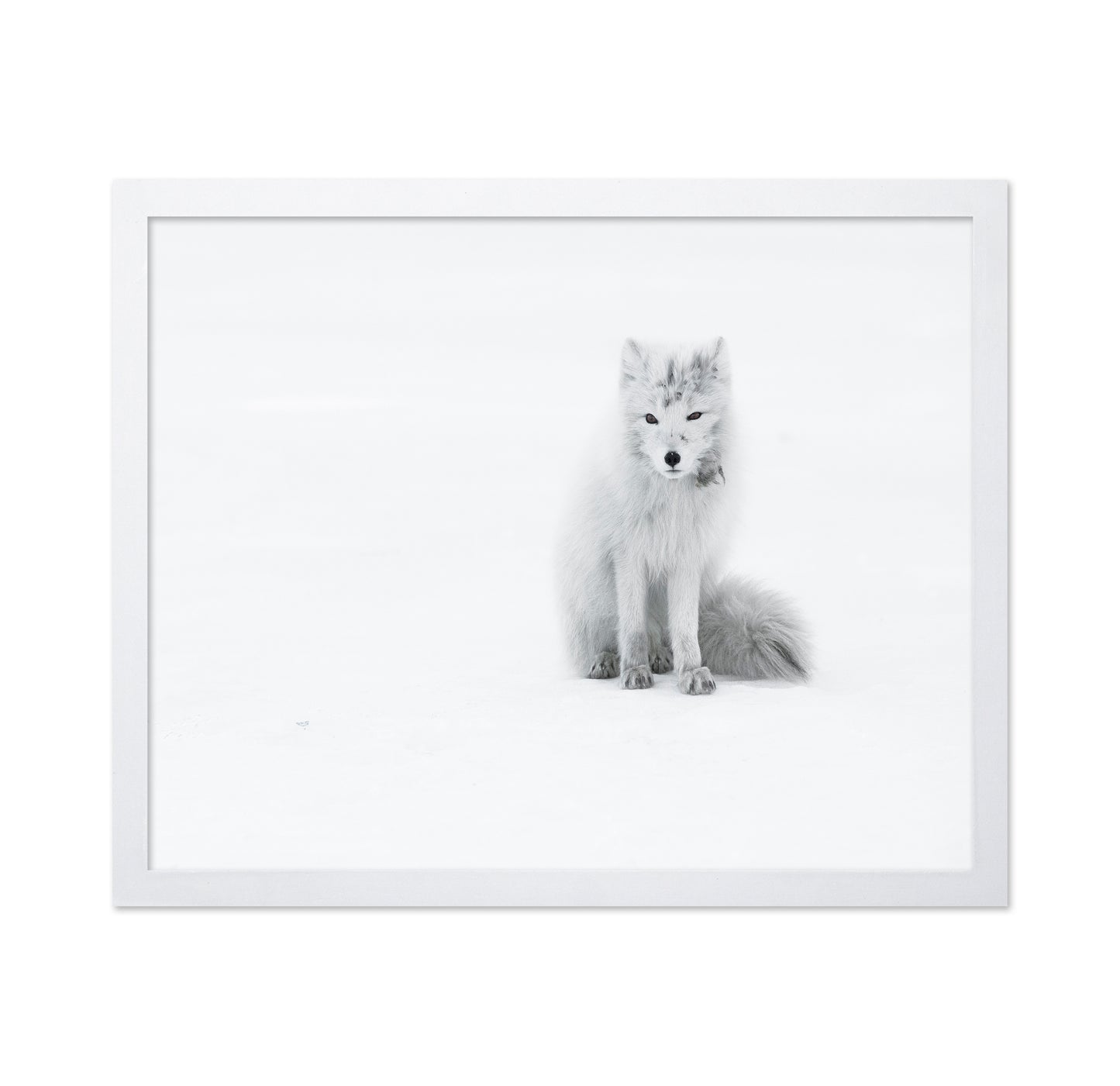 White Arctic Fox
