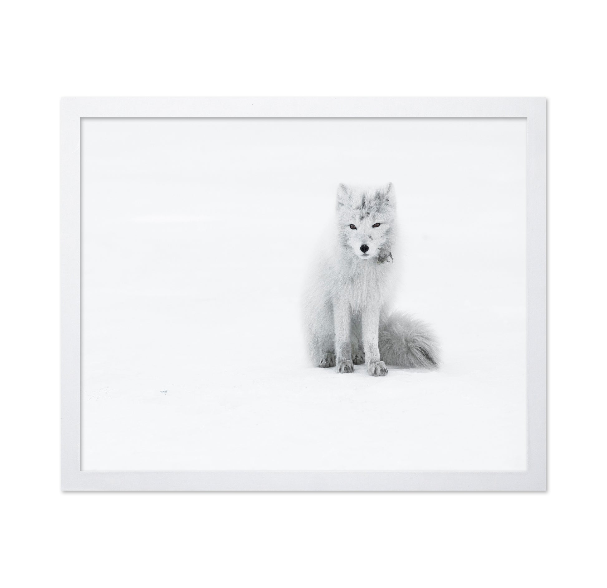 White Arctic Fox