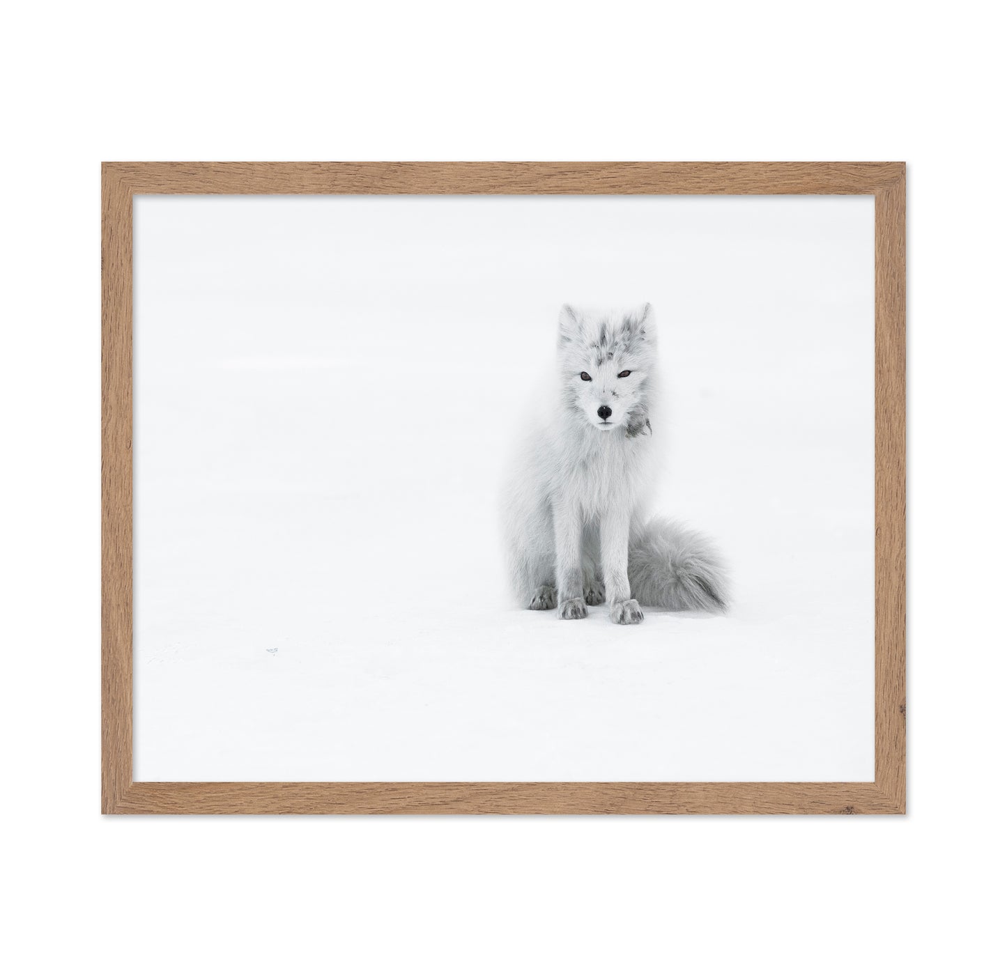 White Arctic Fox