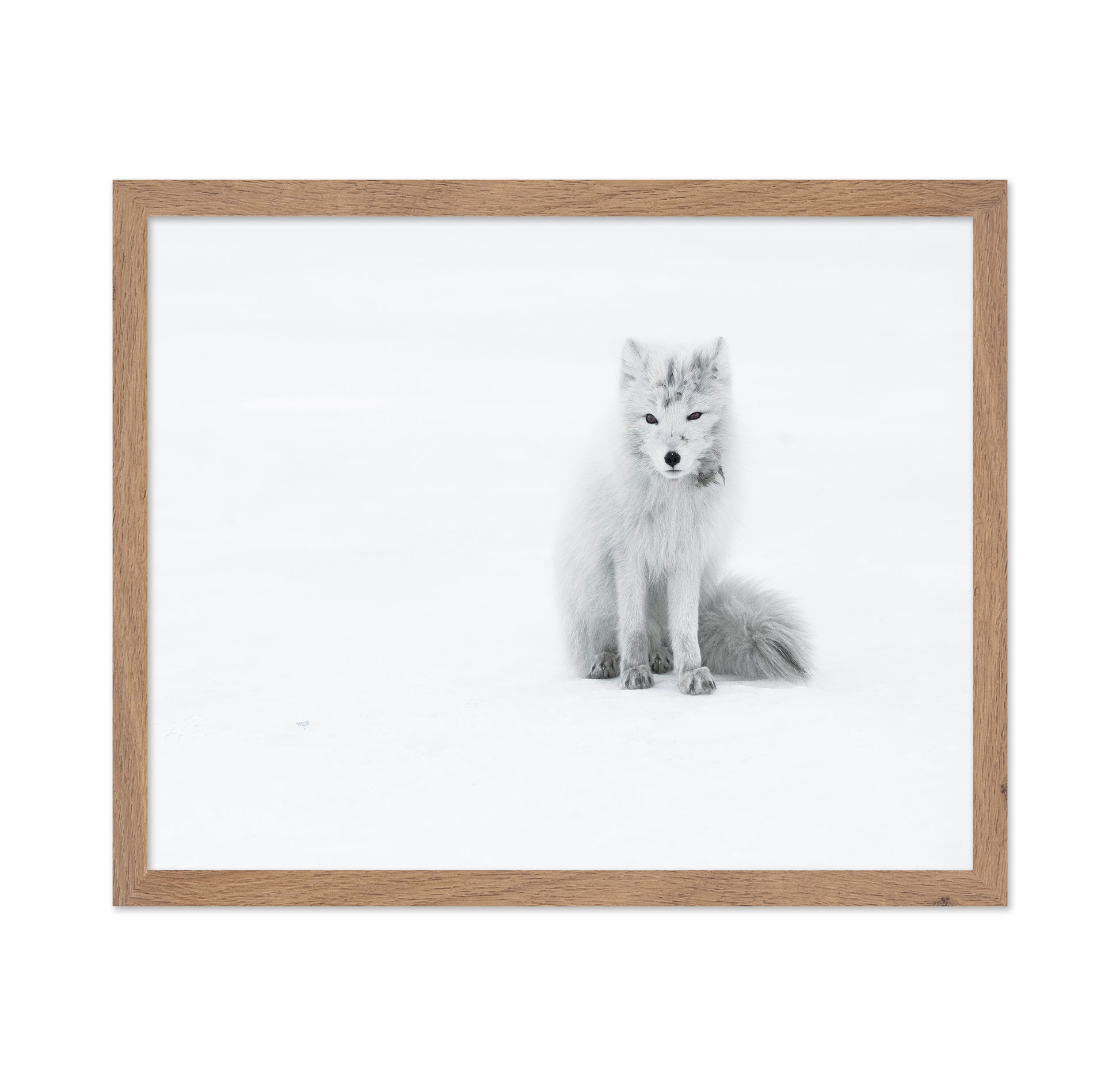 White Arctic Fox
