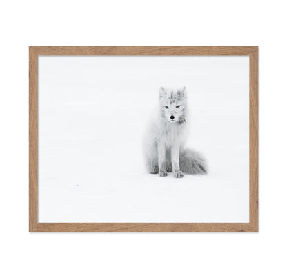 White Arctic Fox