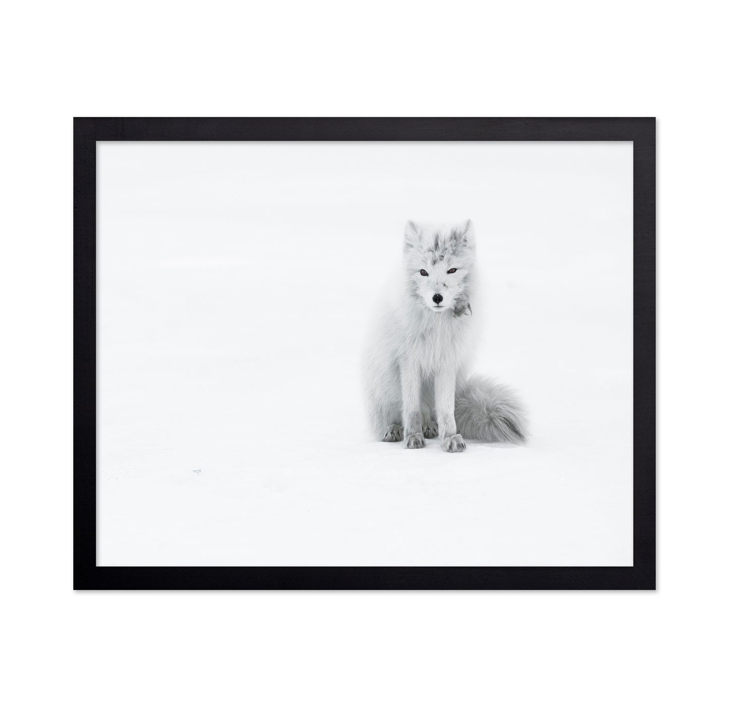 White Arctic Fox