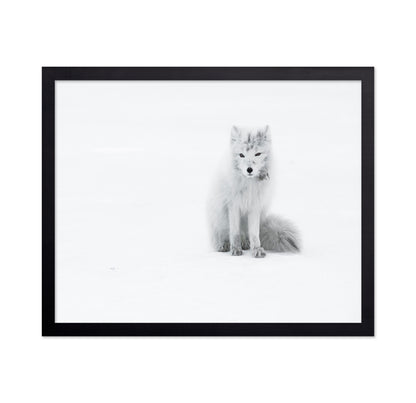 White Arctic Fox