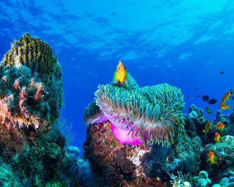 Tropical Reef Fish