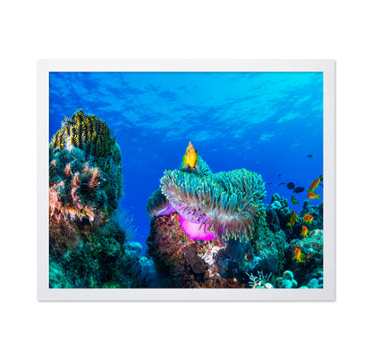 Tropical Reef Fish