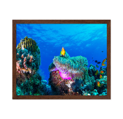 Tropical Reef Fish