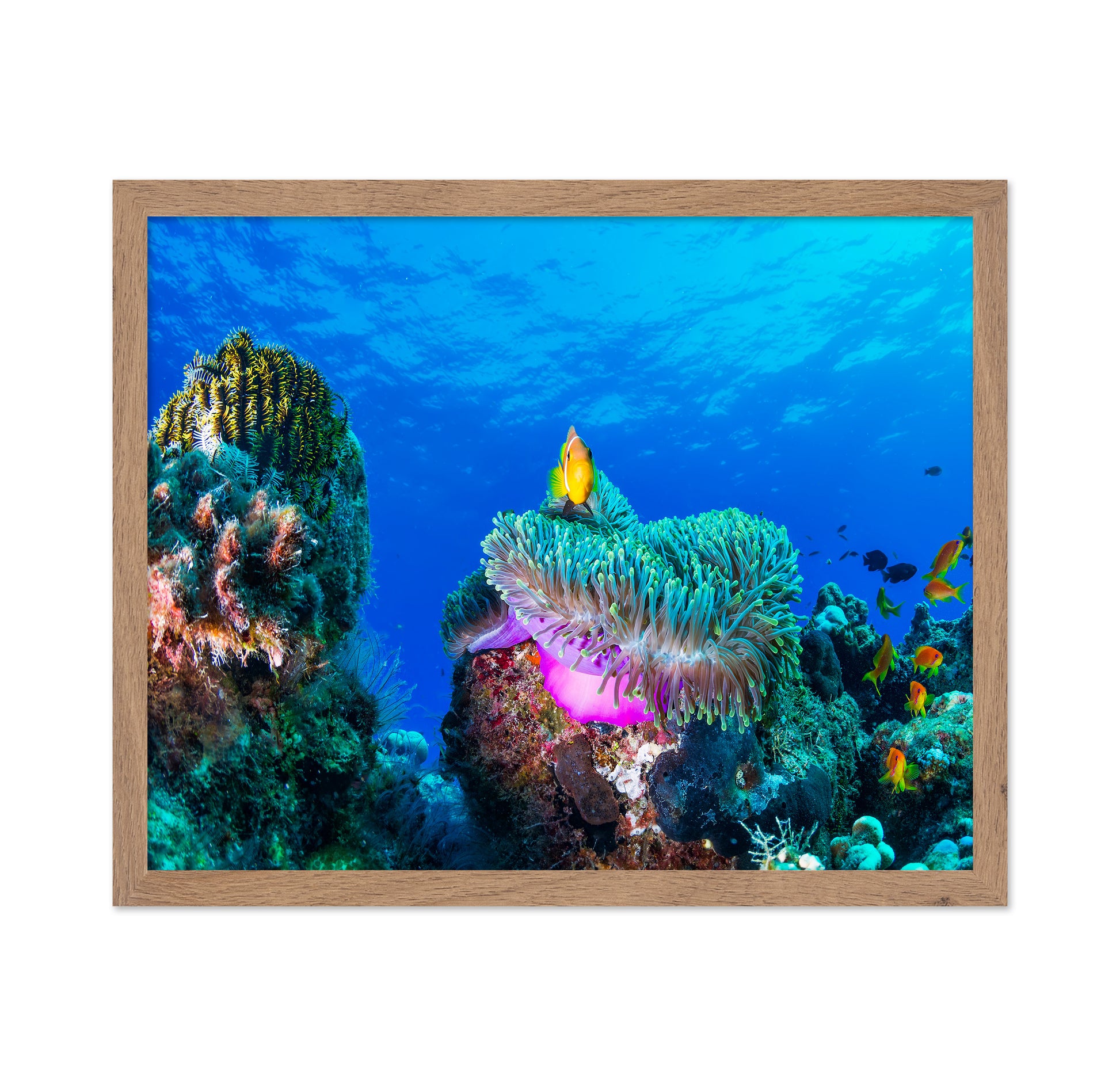 Tropical Reef Fish