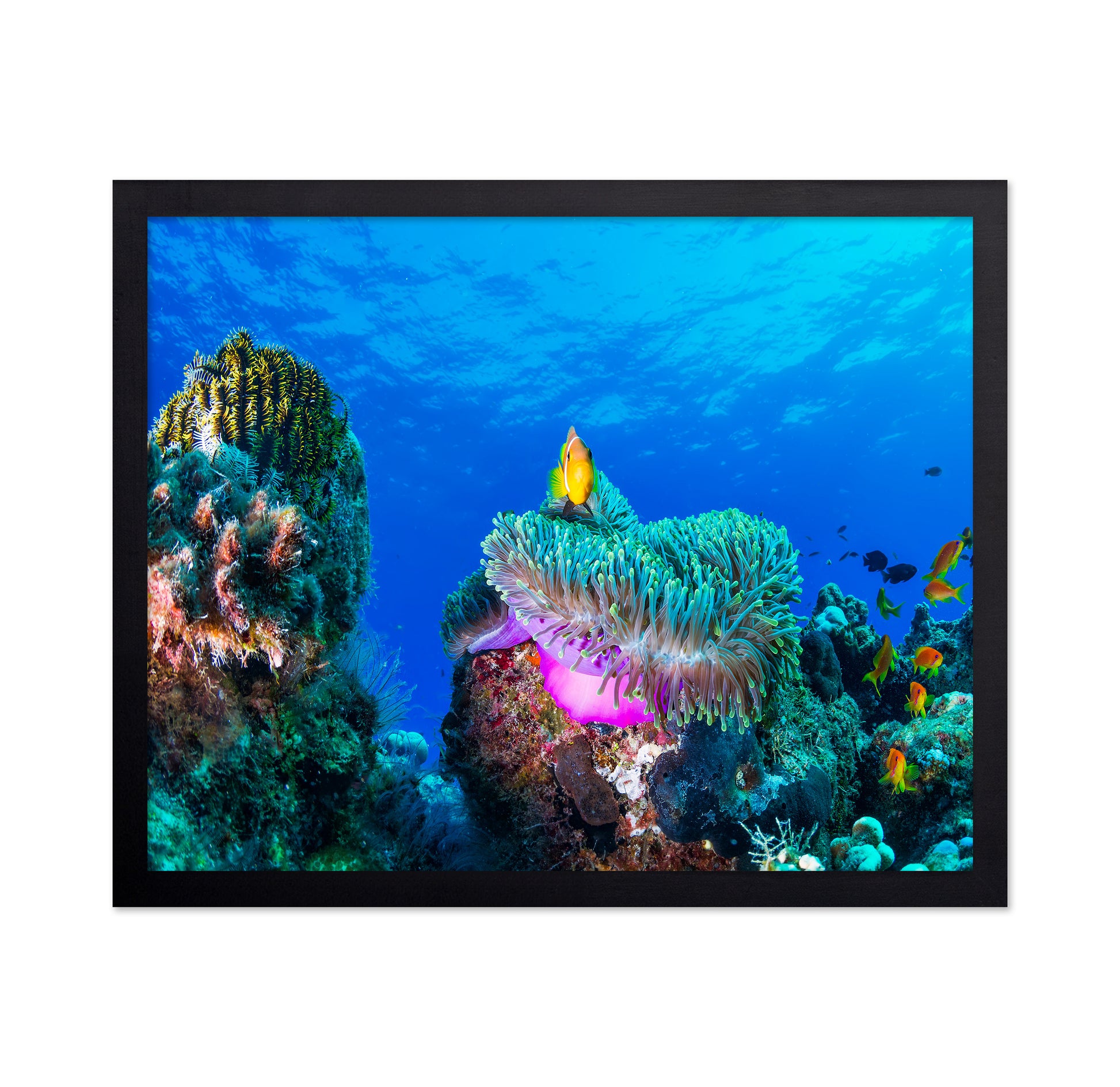 Tropical Reef Fish
