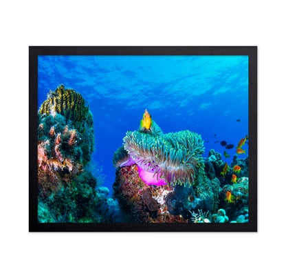 Tropical Reef Fish